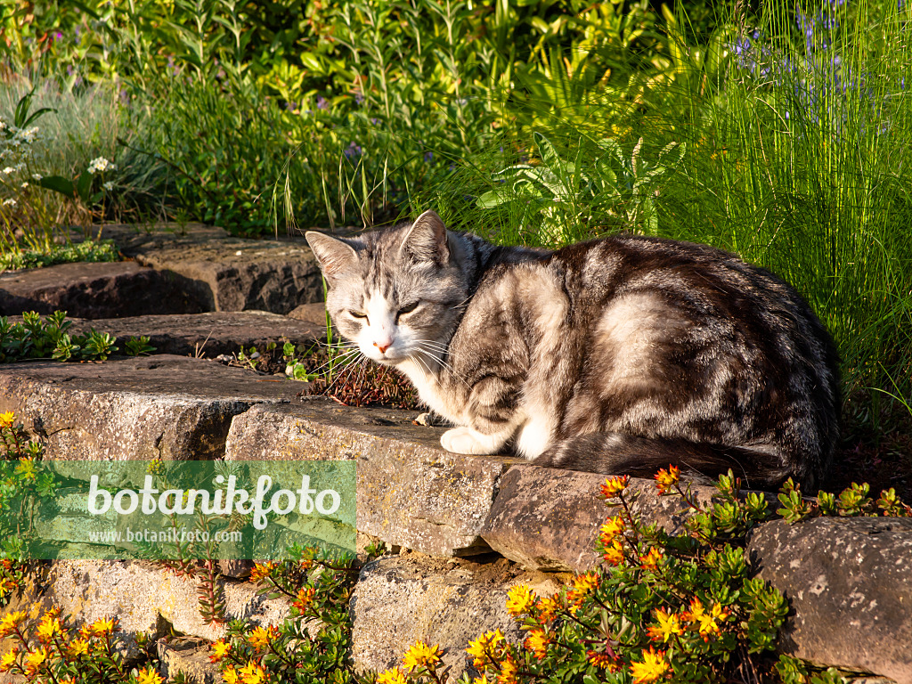 438194 - Tabby domestic cat on a dry stone wall