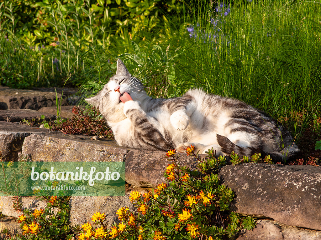 438195 - Tabby domestic cat on a dry stone wall