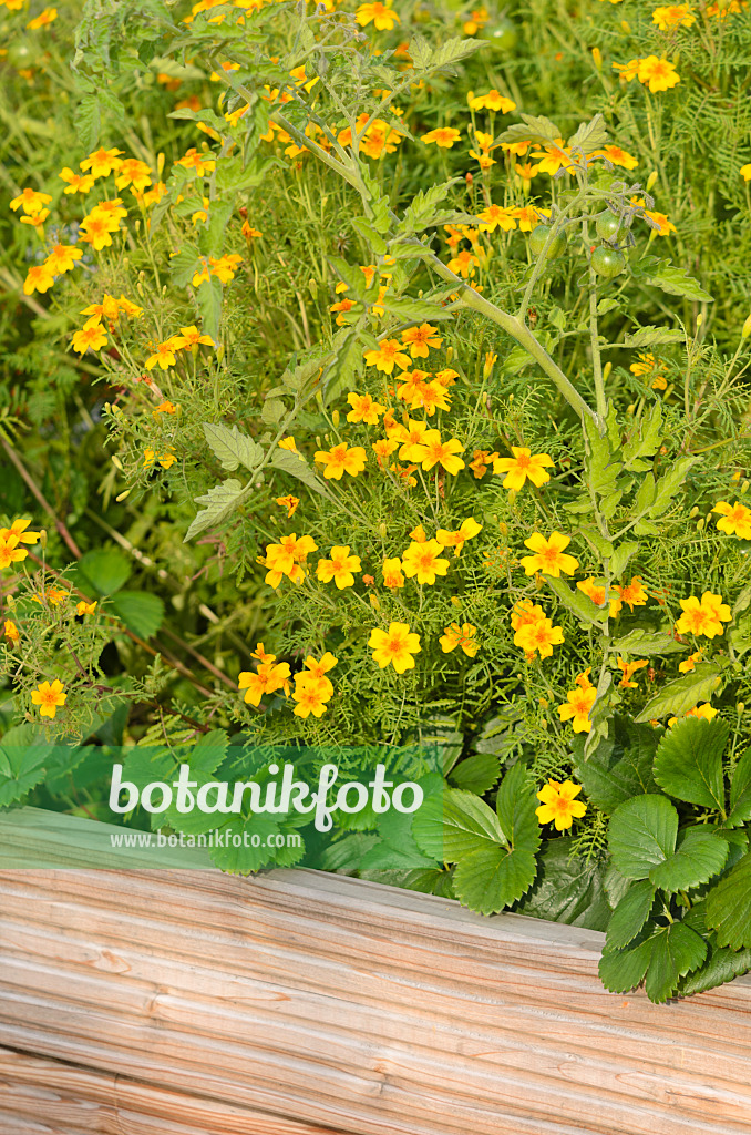 523181 - Tagète citron (Tagetes tenuifolia)