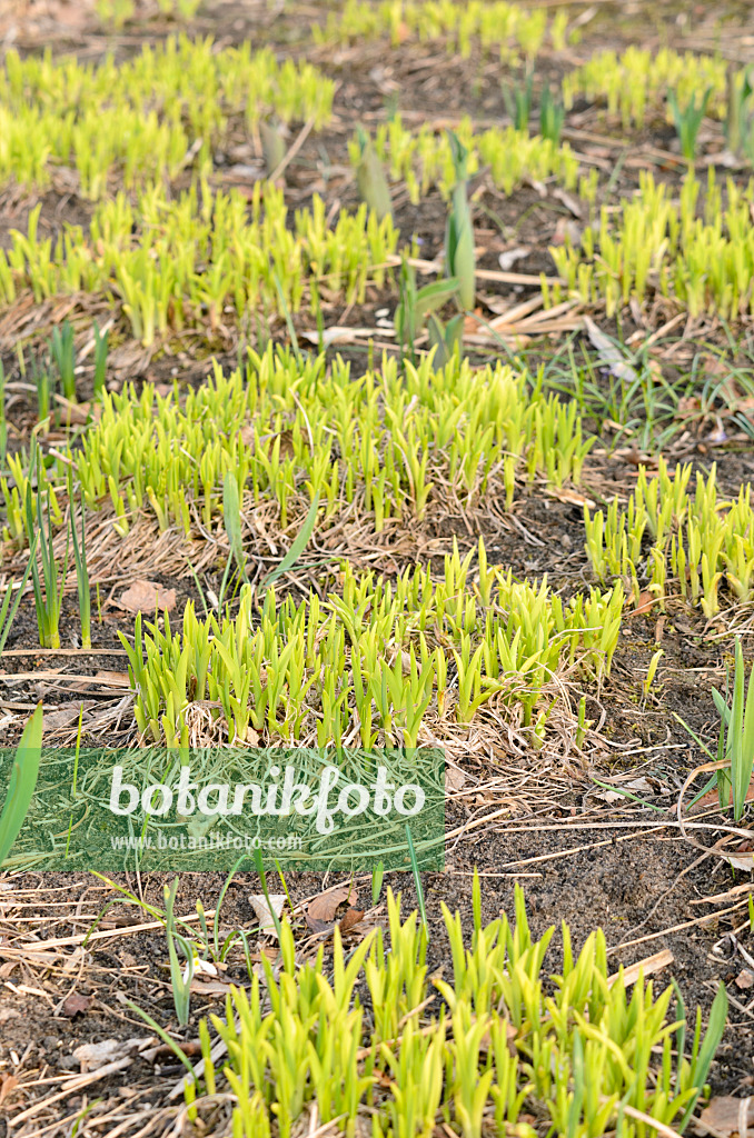 519026 - Taglilie (Hemerocallis)