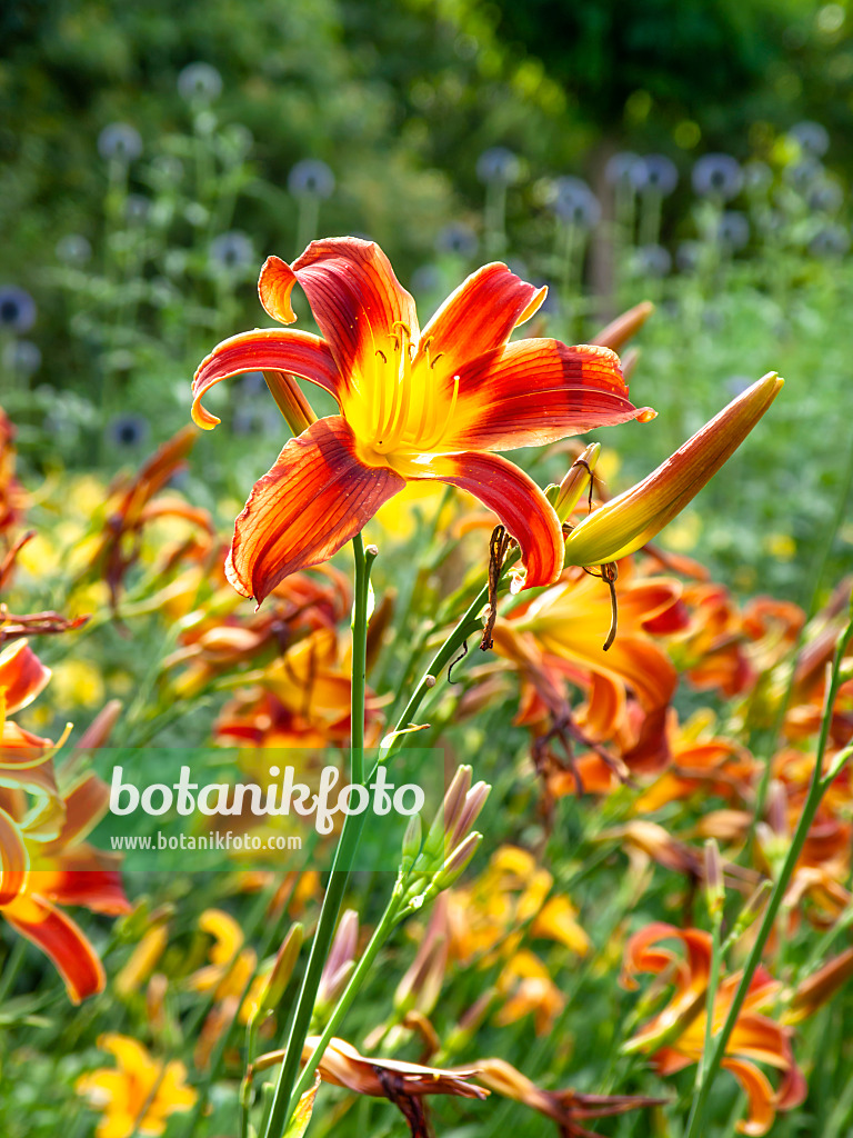 439193 - Taglilie (Hemerocallis Redwood)