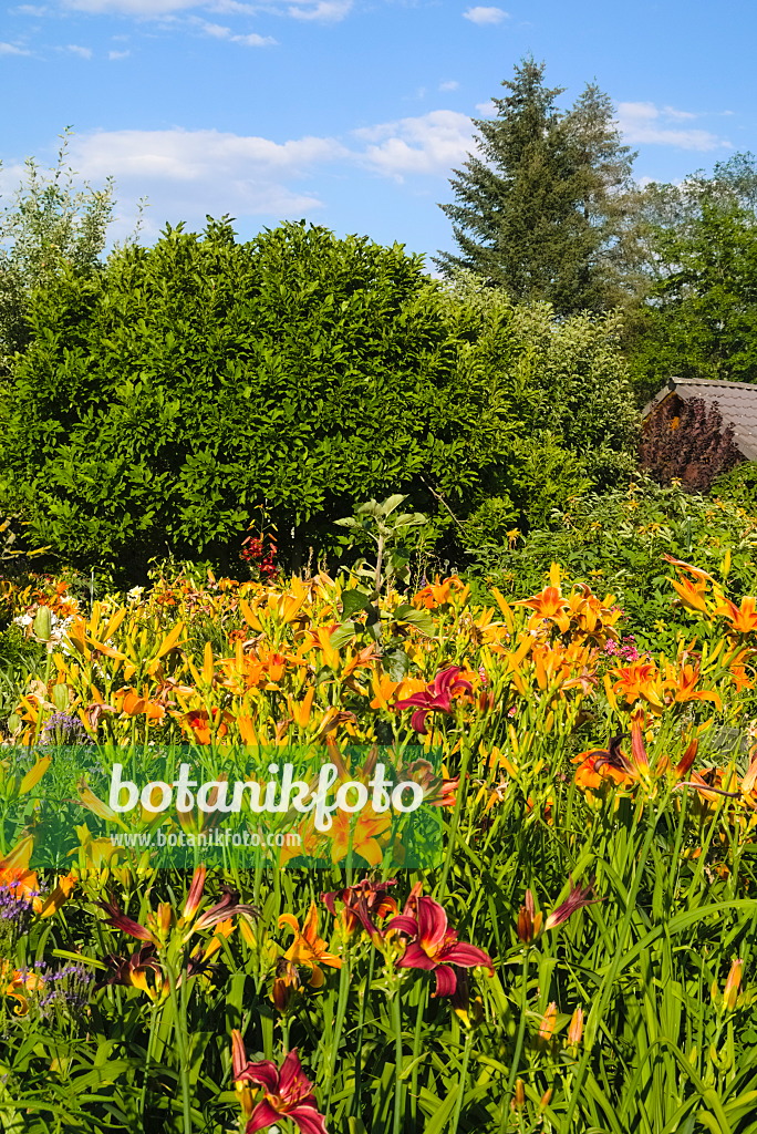 670017 - Taglilien (Hemerocallis)