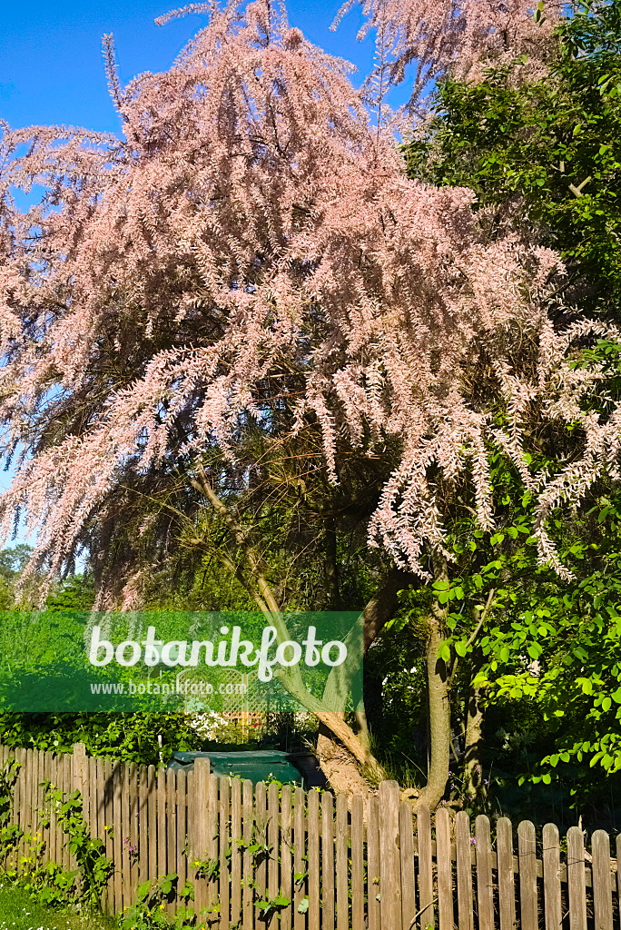 670009 - Tamariske (Tamarix)