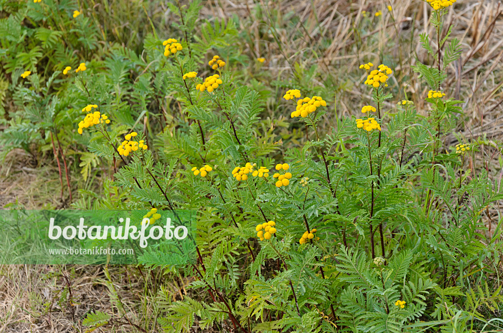 560051 - Tanaisie commune (Tanacetum vulgare)