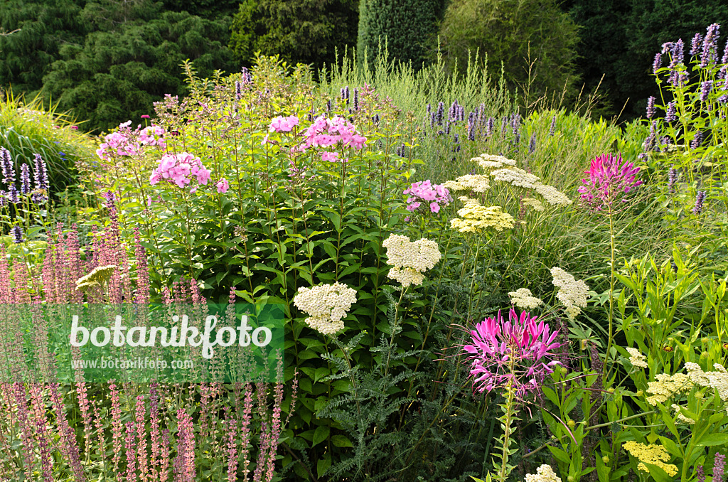 498238 - Tarenaya hassleriana syn. Cleome hassleriana, achillée (Achillea), sauge (Salvia) et Phlox