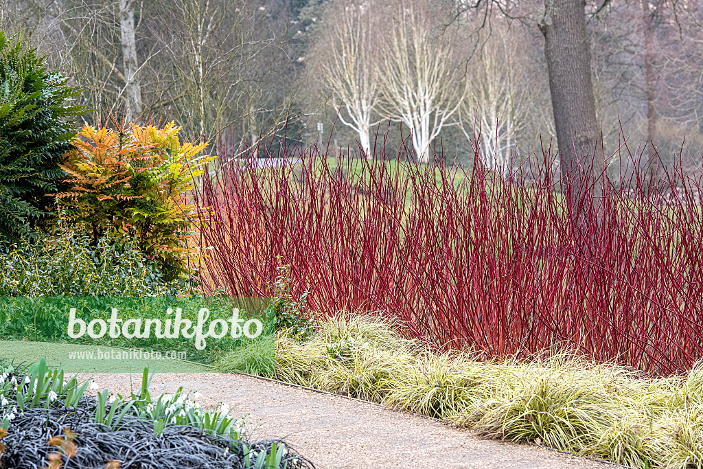 616190 - Tartarian dogwood (Cornus alba 'Sibirica') and Japanese sedge (Carex oshimensis 'Everillo' syn. Carex hachijoensis 'Everillo')