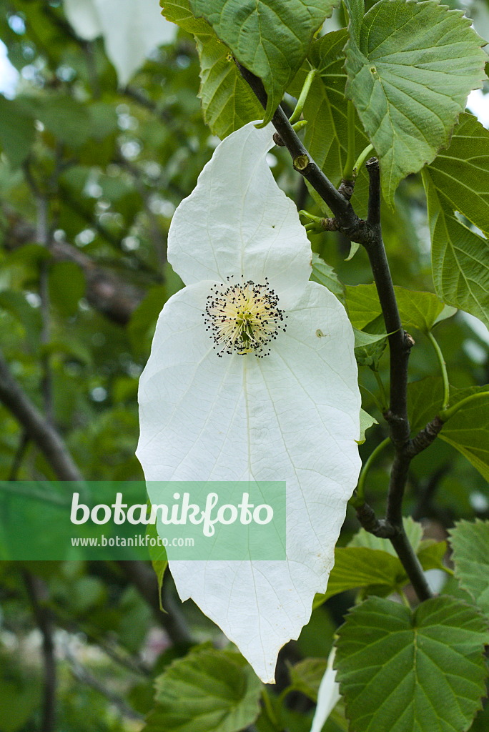 672035 - Taschentuchbaum (Davidia involucrata)