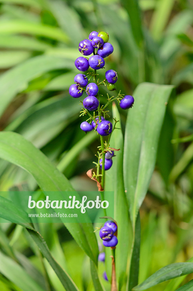 534391 - Tasmanian flax-lily (Dianella tasmanica)