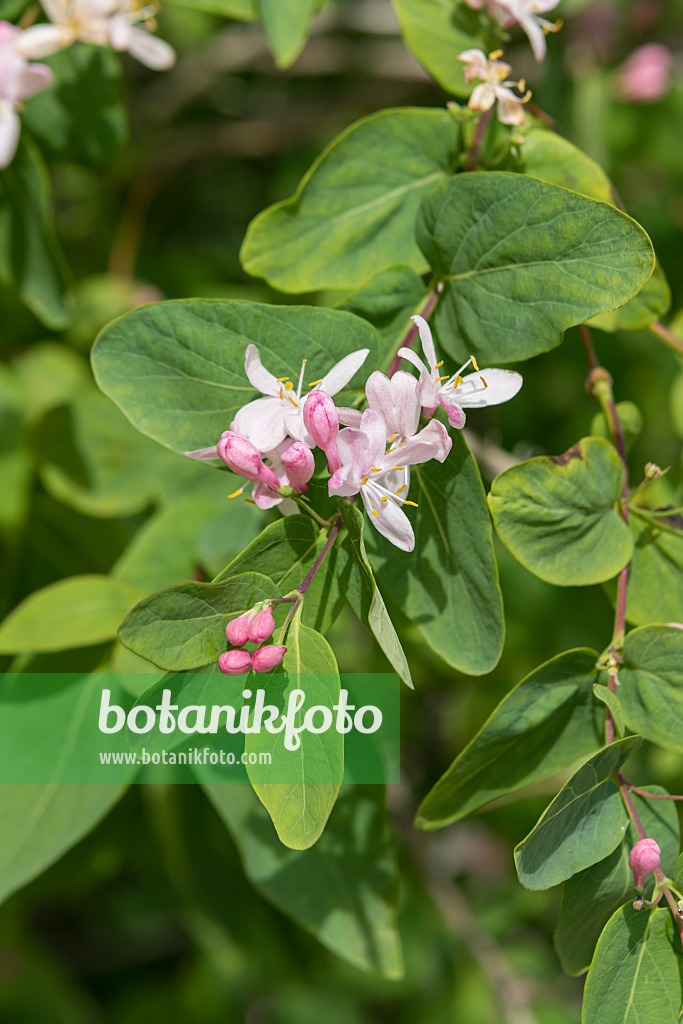 607130 - Tataren-Heckenkirsche (Lonicera tatarica)