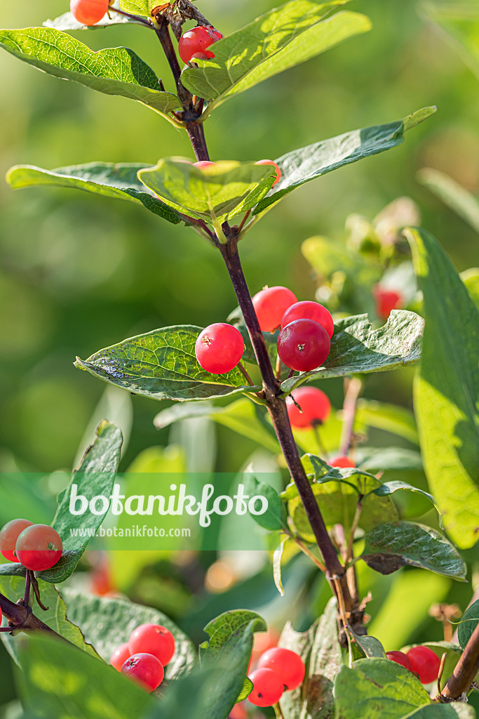 651376 - Tataren-Heckenkirsche (Lonicera tatarica 'Rubra')