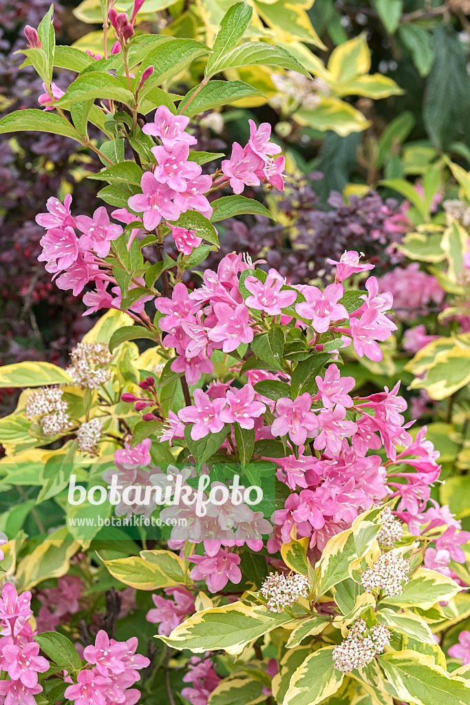 638059 - Tatarischer Hartriegel (Cornus alba 'Spaethii') und Liebliche Weigelie (Weigela florida 'Styriaca')