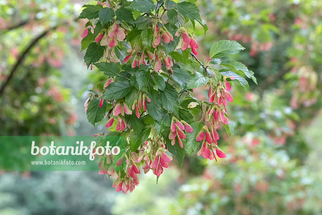 664023 - Tatarischer Steppen-Ahorn (Acer tataricum)
