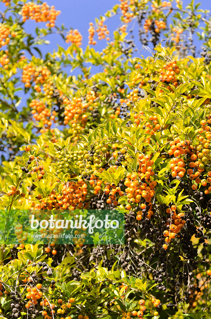 564030 - Taubenbeere (Duranta erecta)