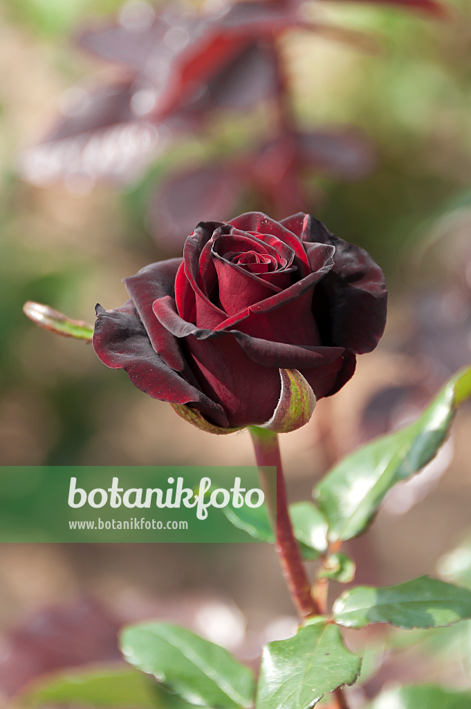 664394 - Tea rose (Rosa Black Magic)