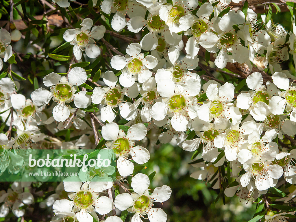 455316 - Teebaum (Leptospermum polygalifolium)