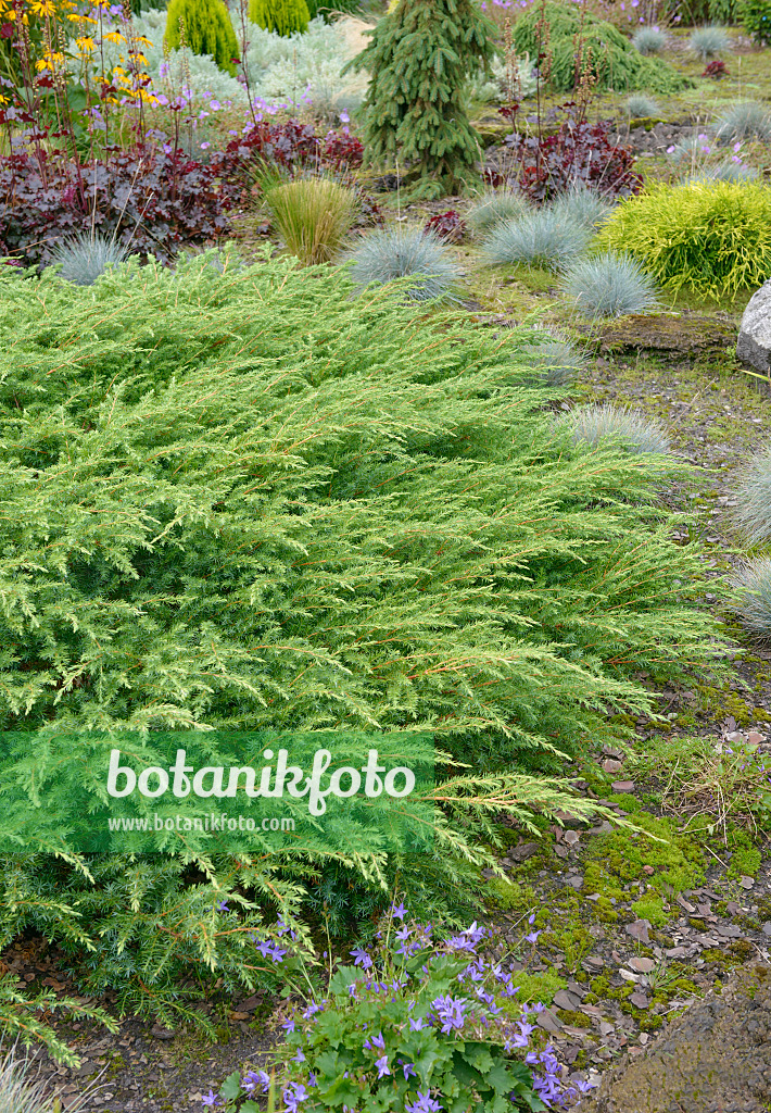 547159 - Temple juniper (Juniperus rigida 'Schlager')