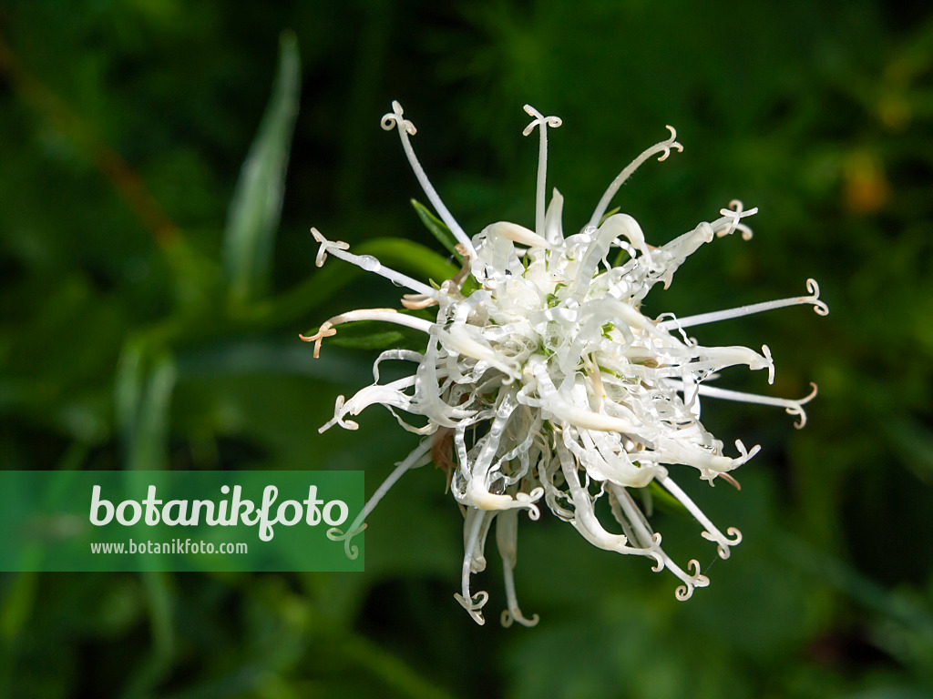 439259 - Teufelskralle (Phyteuma)