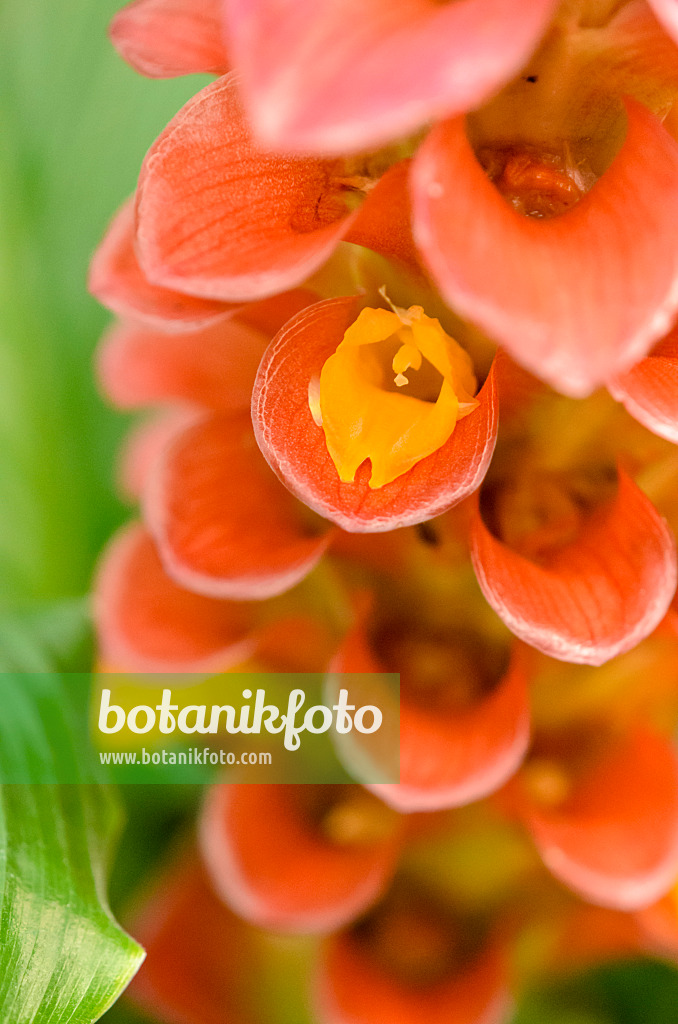 535018 - Thai tulip (Curcuma Gingerstar Red Torch)