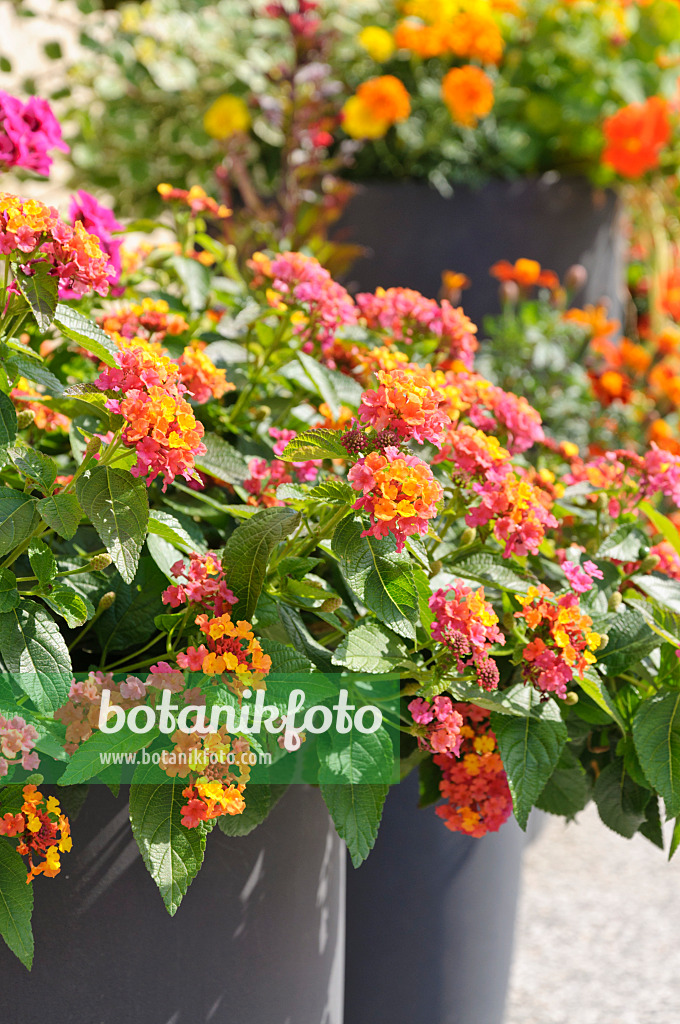 487055 - Thé de Gambie (Lantana camara)