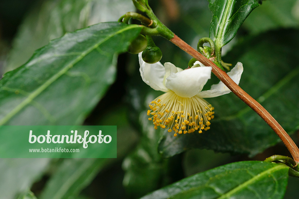 476256 - Théier (Camellia sinensis)