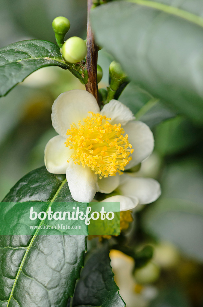 537019 - Théier (Camellia sinensis)