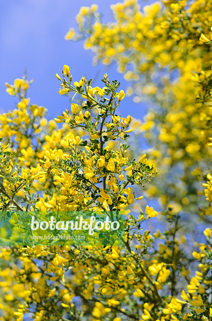 533065 - Thorny broom (Calicotome spinosa)