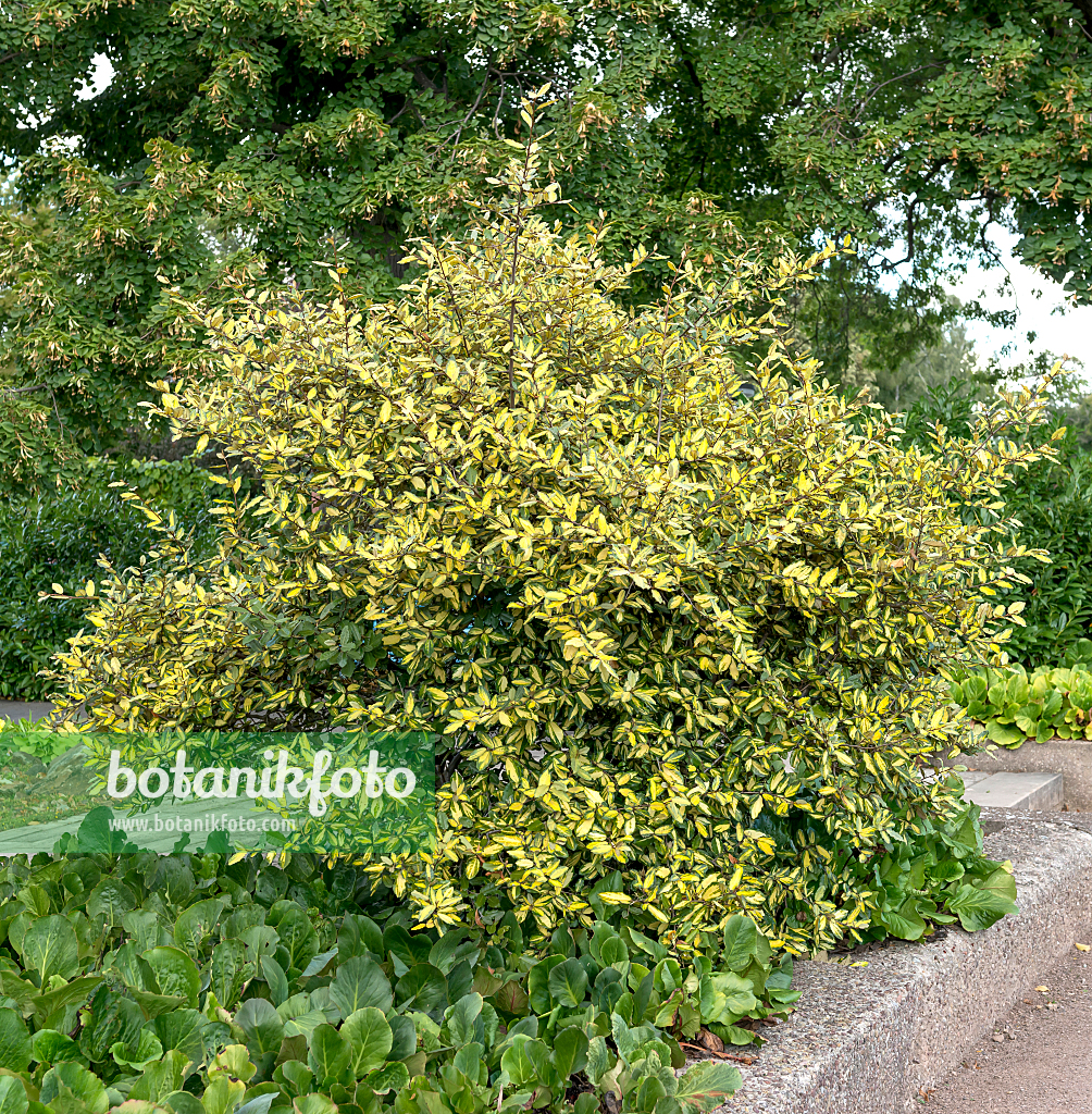 664134 - Thorny olive (Elaeagnus pungens 'Maculata')