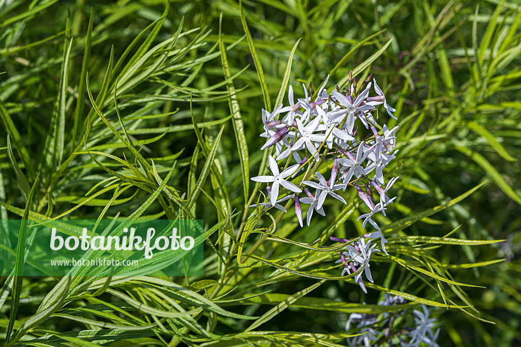 651053 - Threadleaf blue star (Amsonia hubrichtii)