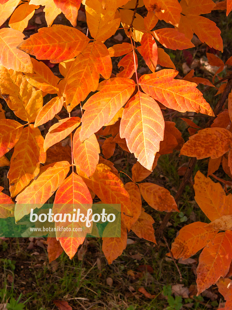 406034 - Three-flowered maple (Acer triflorum)