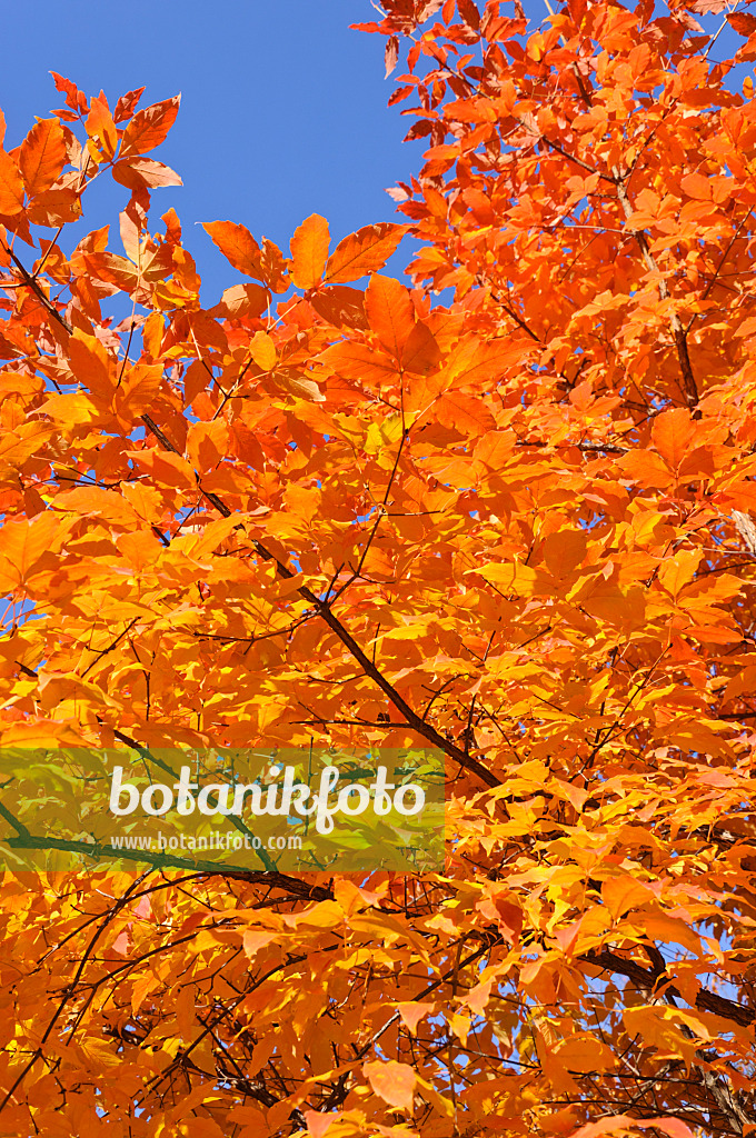 489127 - Three-flowered maple (Acer triflorum)