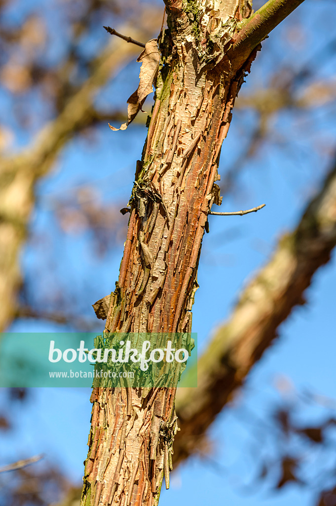 593022 - Three-flowered maple (Acer triflorum)