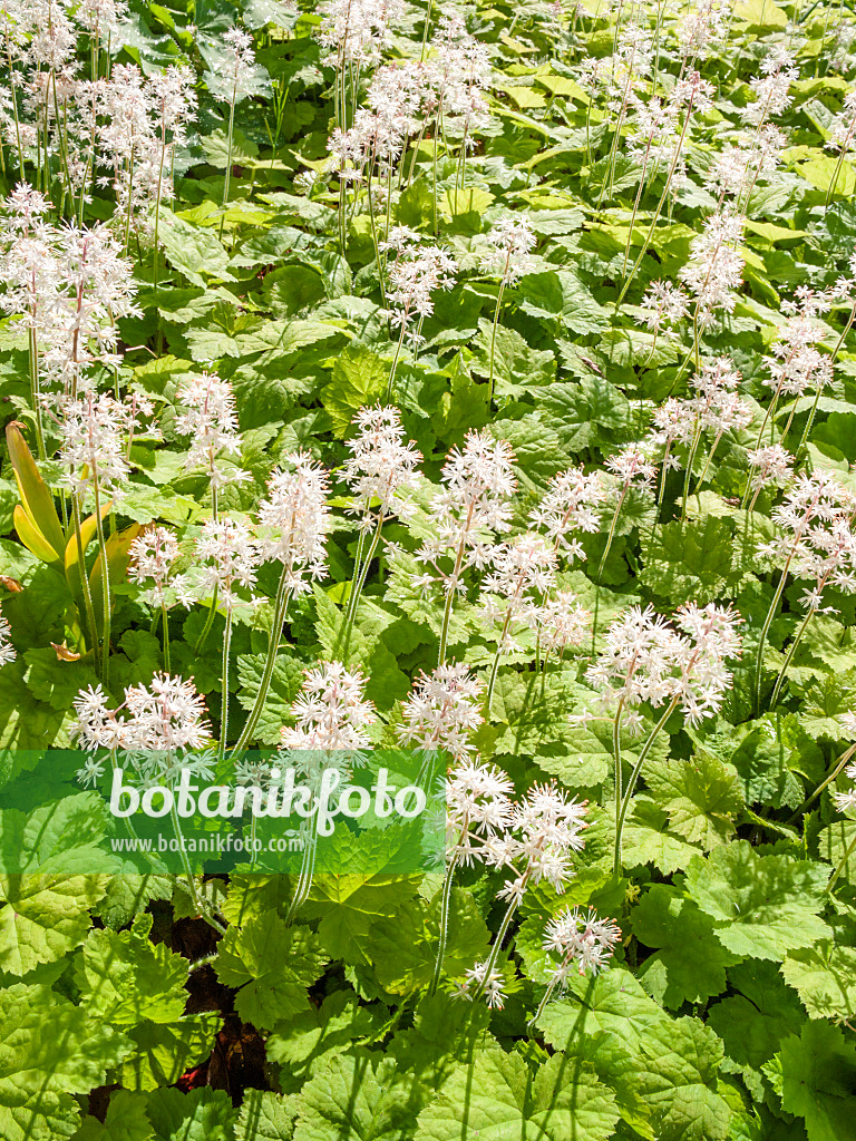413013 - Threeleaf foamflower (Tiarella cordifolia)