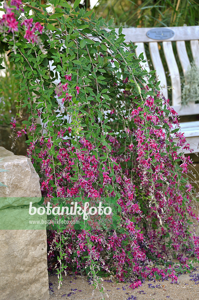 517194 - Thunberg's bushclover (Lespedeza thunbergii)