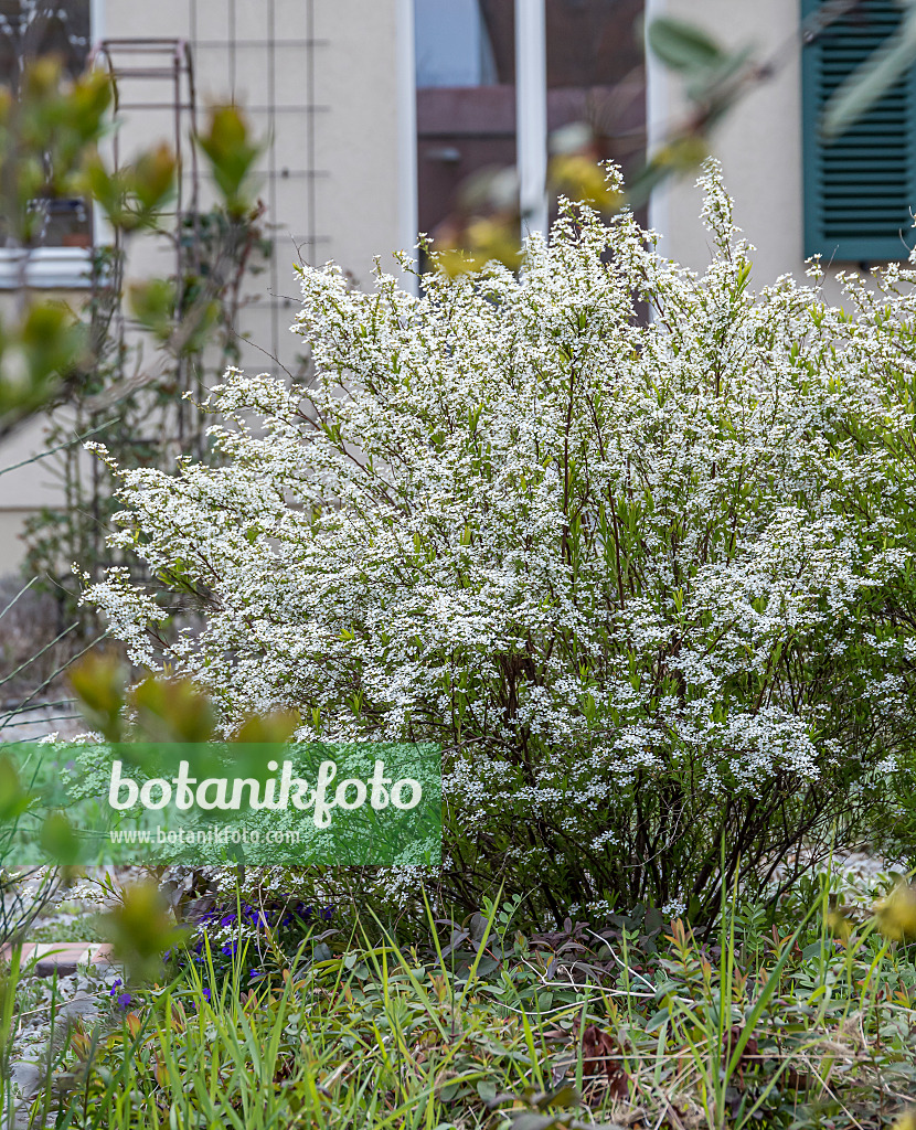 651534 - Thunberg's meadowsweet (Spiraea thunbergii)