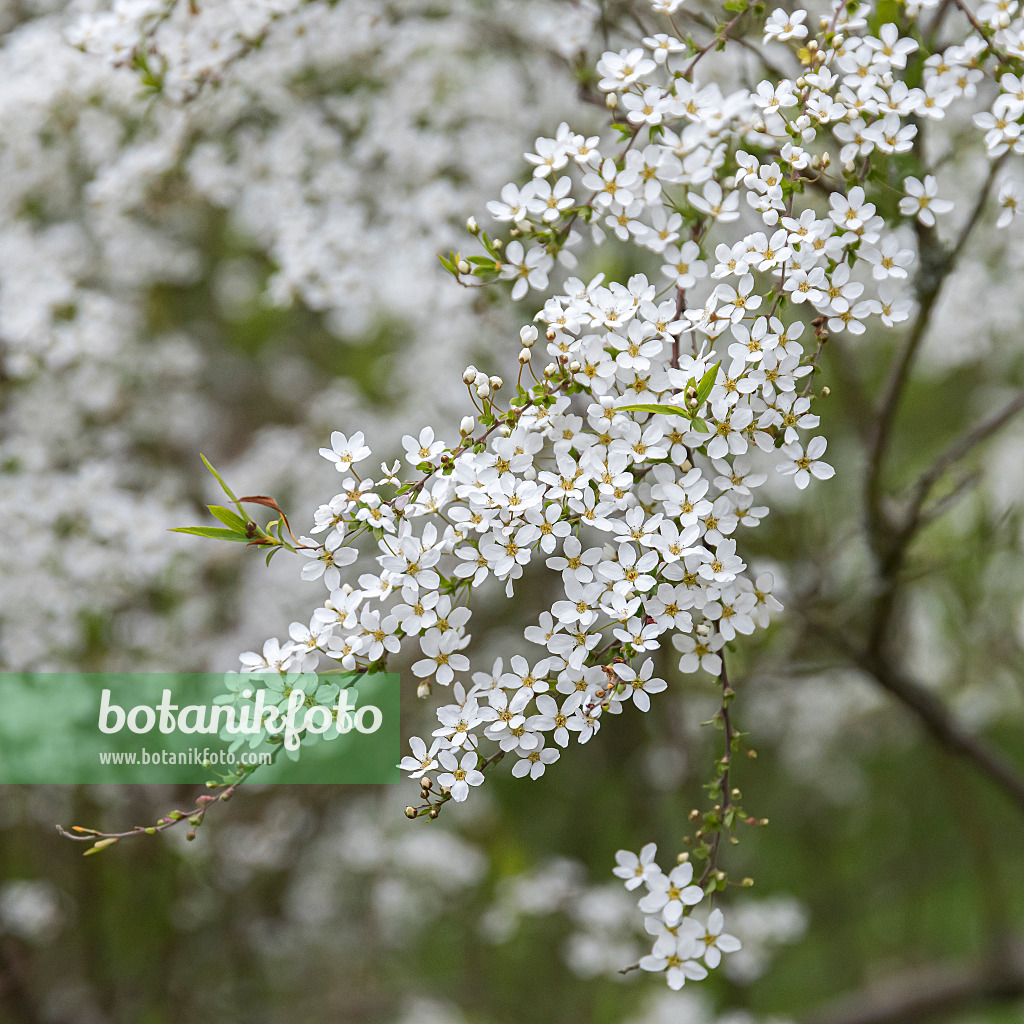 651535 - Thunberg's meadowsweet (Spiraea thunbergii)