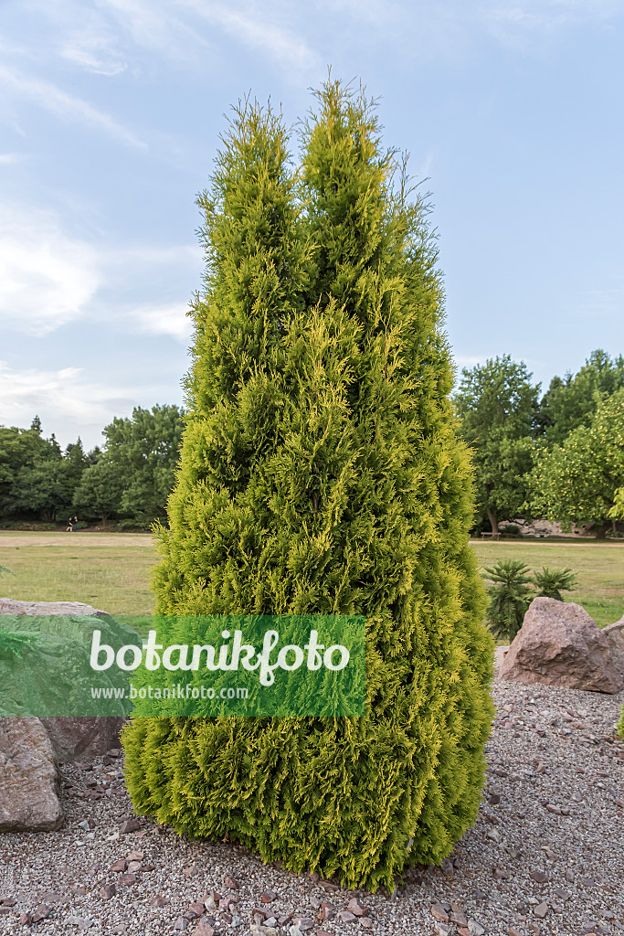 651552 - Thuya occidental (Thuja occidentalis 'Sunkist')