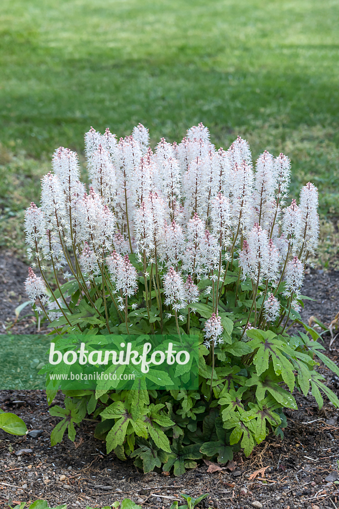 664462 - Tiarella laciniata 'Spring Symphony'