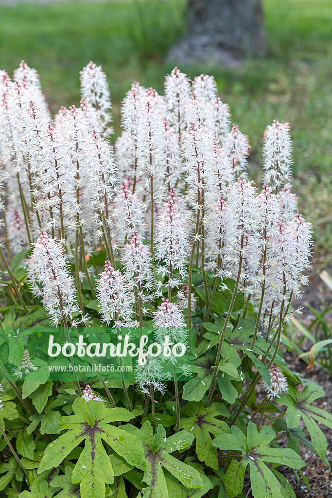664463 - Tiarella laciniata 'Spring Symphony'