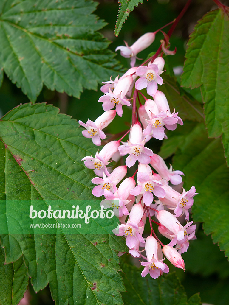 438005 - Tibetische Traubenspiere (Neillia thibetica syn. Neillia longiracemosa)
