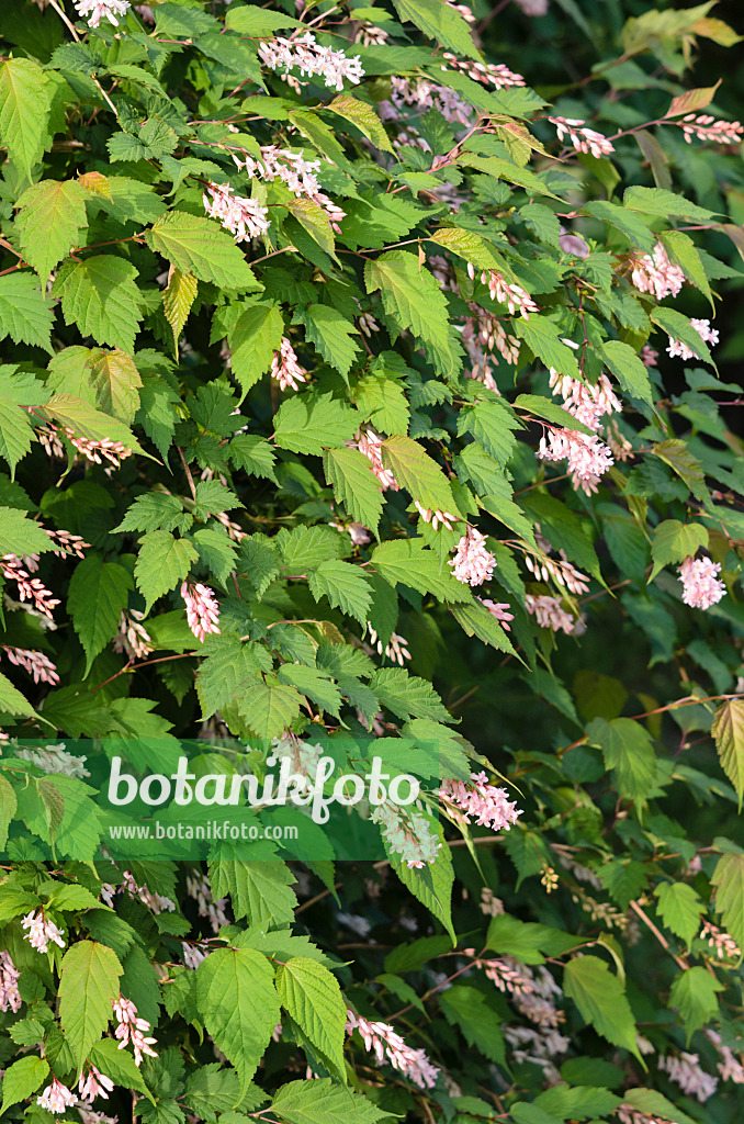 520311 - Tibetische Traubenspiere (Neillia thibetica syn. Neillia longiracemosa)