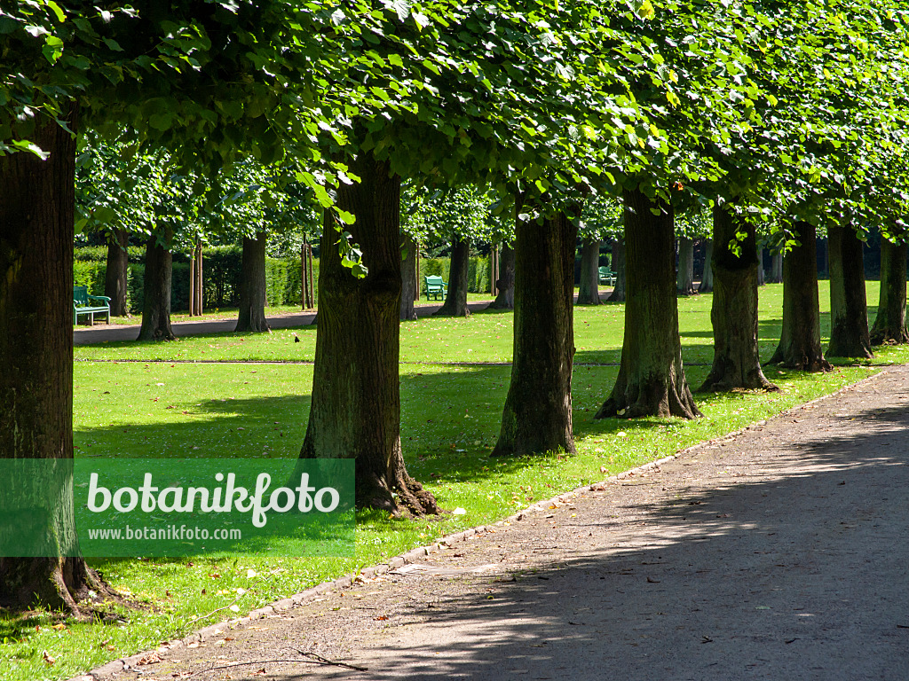 427097 - Tilleul de Hollande (Tilia x europaea)