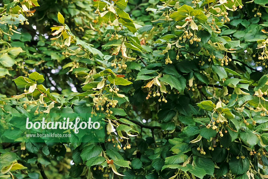 442071 - Tilleul de Hollande (Tilia x europaea)