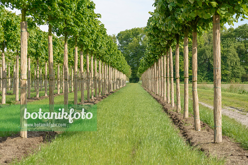 575339 - Tilleul des bois (Tilia cordata 'Greenspire')