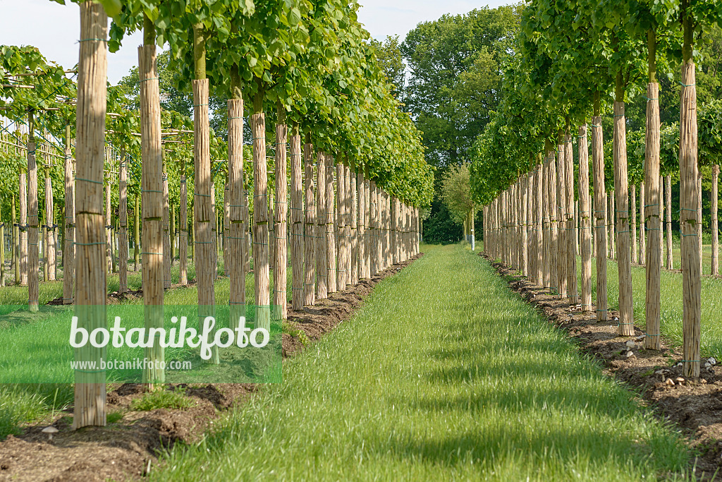 575340 - Tilleul des bois (Tilia cordata 'Greenspire')