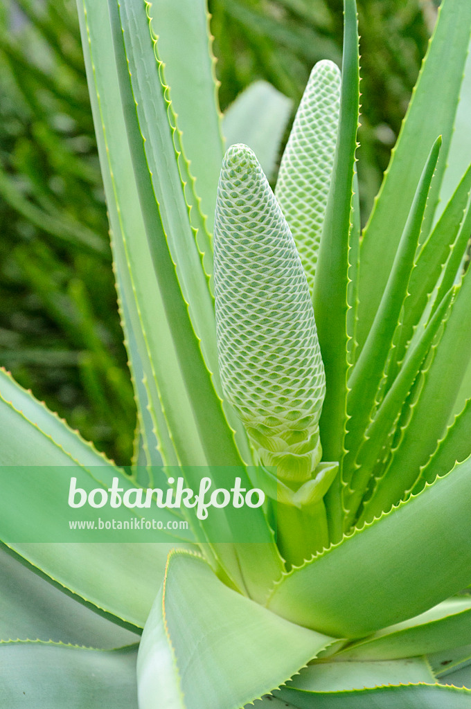 467039 - Tilt-head aloe (Aloe speciosa)