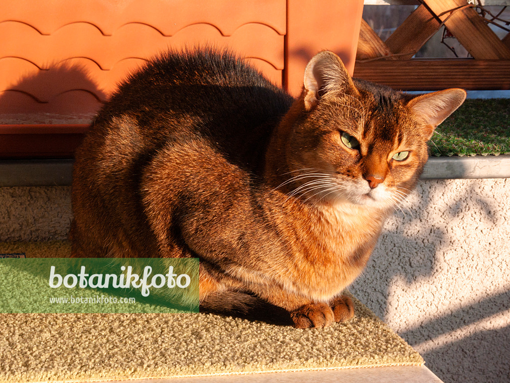 400014 - Tired Abyssinian cat cowering on a carpet on the veranda in the sun