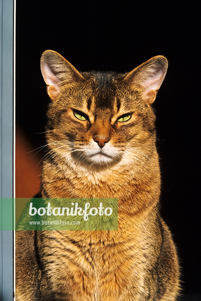 370063 - Tired Abyssinian cat with slit eyes