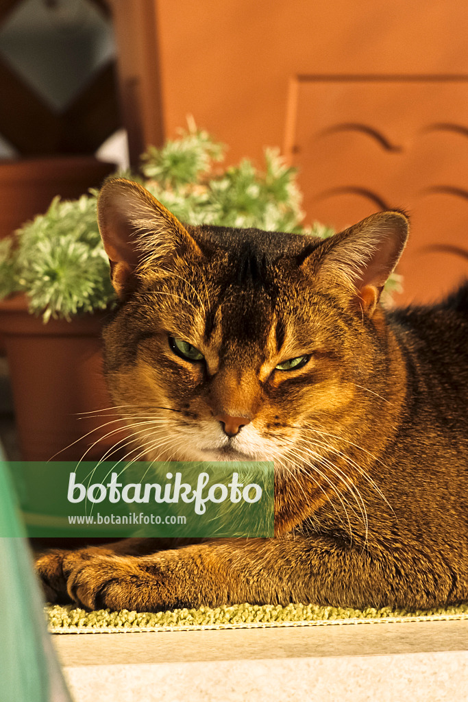 388172 - Tired looking Abyssinian cat crouching on a carpet in front of a flower pot in the sun