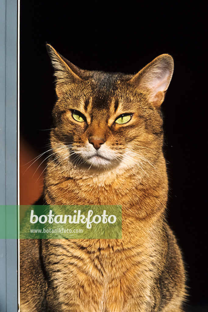 370061 - Tired looking Abyssinian cat in the sun