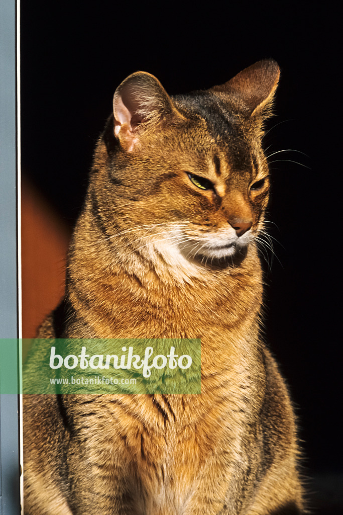 370064 - Tired looking Abyssinian cat in the sun
